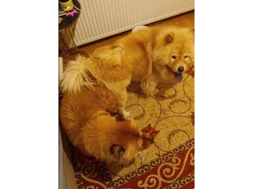 Çin aslanı chow chow 
