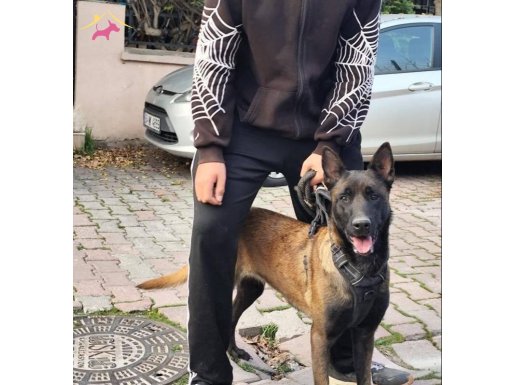 2 yaşında dişi Malinois (belçika kurdu) ücret açiklamada