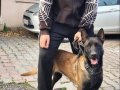 2 yaşında dişi Malinois (belçika kurdu) ücret açiklamada