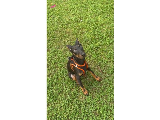 4 Aylık Doberman 