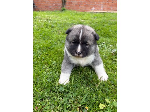 Orjinal Irk Safkan A Kalite Amerikan Akitalar