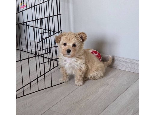 İstanbul’da 11 haftalık Maltipoo yavrumuz için sorumluluk