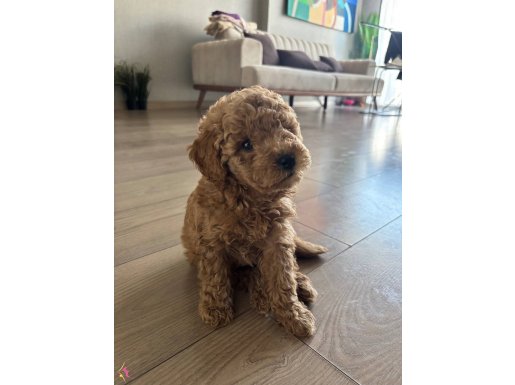 İzmir Bornova'da Sosyal Kelebek: 2 Aylık Erkek Toy Poodle