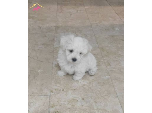 Ev Ortamında Büyüyen Kar Beyazı Uysal Maltese Terrier Yavrumuz