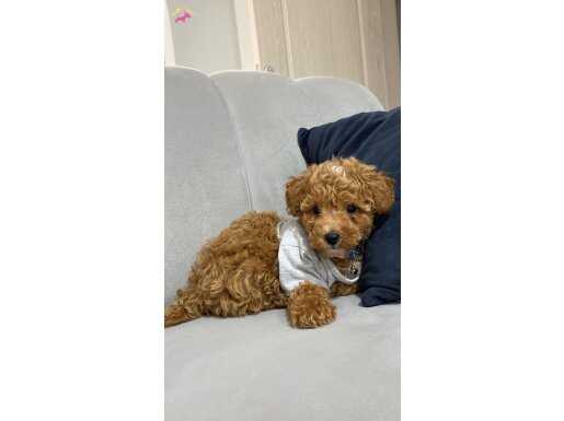 TOY POODLE GENİNİ ALMIŞ BİR MALTİPOO :) enerjisi yüksek ️