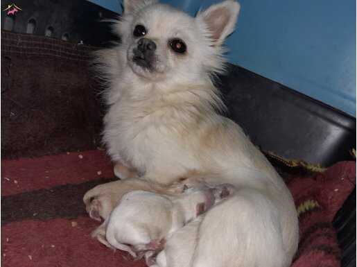 Safkan Şivava Yavrularımızla Sosyal Ortamın Yıldızı Olun