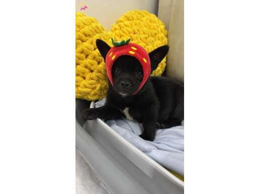 Elma kafa 5 aylık orijinal 0 boy chihuahua