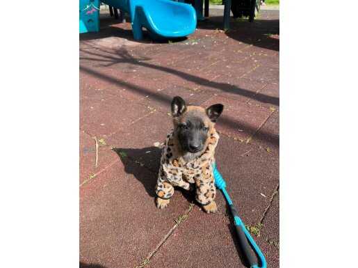 Atılgan Karakterli Belçika Kurdu Malinois Yavrusu 