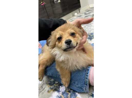 Yavru Pomeranian tilki suratlı minoş