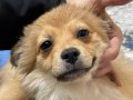Yavru Pomeranian tilki suratlı minoş
