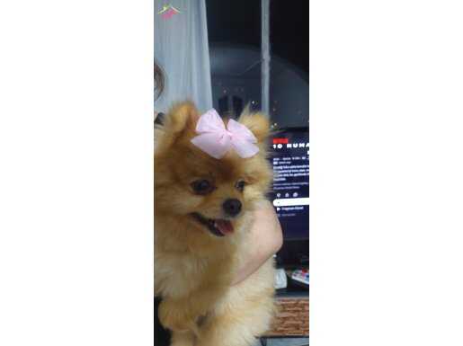 2 yaşında kızımız oyuncu ve eğlenceli . Tam bir arkadaş 