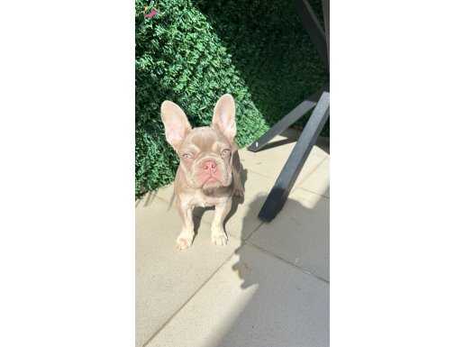 New Shade Isabella French Bulldog | İpeksi Ton, Kusursuz Anatomi