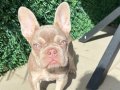 New Shade Isabella French Bulldog | İpeksi Ton, Kusursuz Anatomi