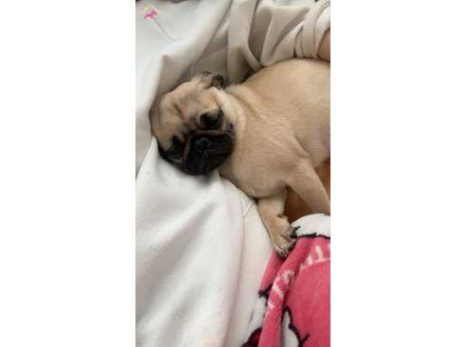 Bursa Nilüfer’de Sosyal Ortamların Yıldızı 3 Aylık Bebek Pug