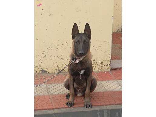 Edirne Keşan’da Eğitimli ve Karakterli Belçika Malinois Kurdu