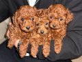Avuç İçine Sığan Kızıl Toy Poodle Yavruları - Sosyal Ortamın Yeni Yıldızı