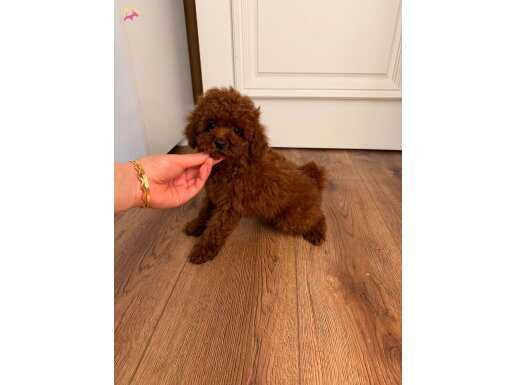 Çanakkale Merkez'de Kadife Tüylü Toy Poodle Yavrusu