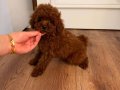 Çanakkale Merkez'de Kadife Tüylü Toy Poodle Yavrusu