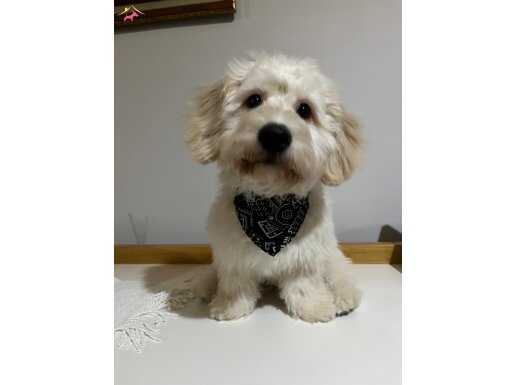 Evde Büyümüş Sosyal ve Bakımlı Maltese Terrier | Aile Dostu