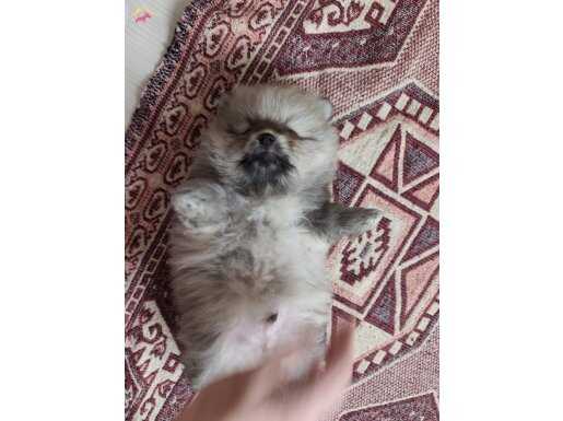 Yuva Sıcaklığında Uyuyan Peluş: İstanbul Sarıyer'de Aile Bekleyen