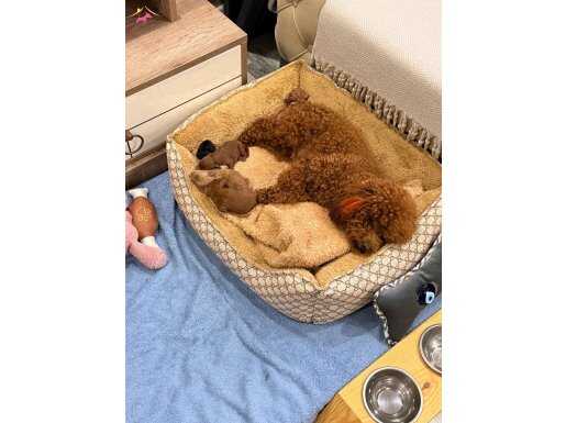 Evde Bakılmış Kıvırcık Tüy Yumakları: Oyuncu Toy Poodle Yavruları