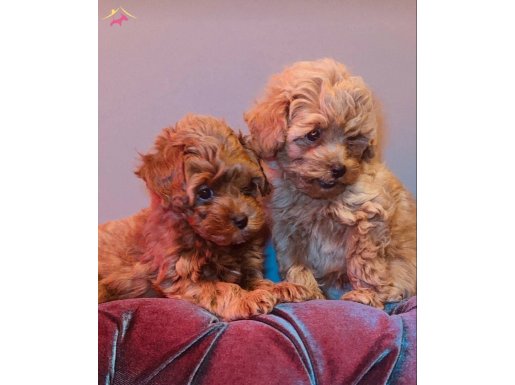 Kilo ve Boy Garantili Maltipoo Yavrularımız