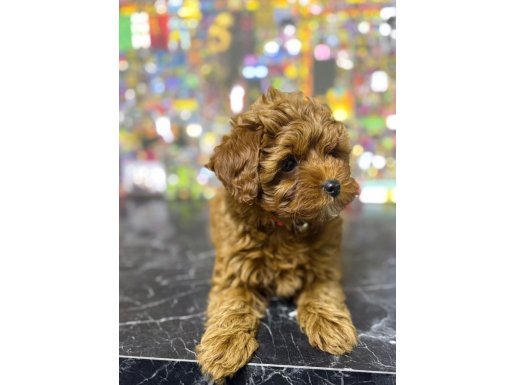 Kilo ve Boy Garantili Red Toy Poodle - Evimizin Küçük Neşesi