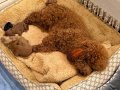 Evde Bakılmış Kıvırcık Tüy Yumakları: Oyuncu Toy Poodle Yavruları