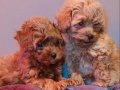 Kilo ve Boy Garantili Maltipoo Yavrularımız