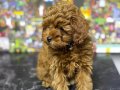 Evde Bakılmış Kıvırcık Tüy Yumakları: Oyuncu Toy Poodle Yavruları
