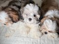 Şişli’de Sosyal Ortamların Yıldızı 3 Aylık Safkan Shih Tzu Yavruları