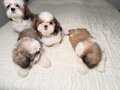 Şişli’de Sosyal Ortamların Yıldızı 3 Aylık Safkan Shih Tzu Yavruları