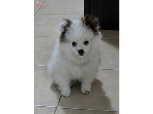 3 Aylik Çok Tatlı Pomeranian Boo