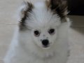 3 Aylik Çok Tatlı Pomeranian Boo