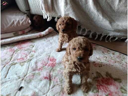 Ev Ortamında Büyüyen Safkan Toy Poodle Yavruları - 4 Dişi 2 Erkek