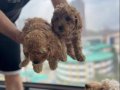  2 dişi Toy Poodle Kendi köpeğimin yavruları 