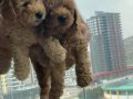  2 dişi Toy Poodle Kendi köpeğimin yavruları 