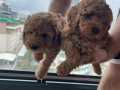  2 dişi Toy Poodle Kendi köpeğimin yavruları 
