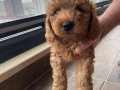  2 dişi Toy Poodle Kendi köpeğimin yavruları 