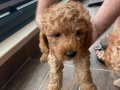  2 dişi Toy Poodle Kendi köpeğimin yavruları 