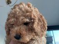  1 Erkek 2 dişi Toy Poodle Kendi köpeğimin yavruları 