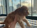  1 Erkek 2 dişi Toy Poodle Kendi köpeğimin yavruları 