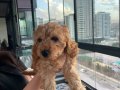  1 Erkek 2 dişi Toy Poodle Kendi köpeğimin yavruları 