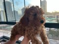  1 Erkek 2 dişi Toy Poodle Kendi köpeğimin yavruları 