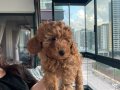  1 Erkek 2 dişi Toy Poodle Kendi köpeğimin yavruları 