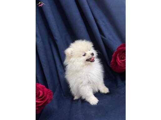 BEYAZ BULUT: 2 AYLIK ORİJİNAL POMERANIAN BOO
