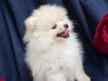 BEYAZ BULUT: 2 AYLIK ORİJİNAL POMERANIAN BOO