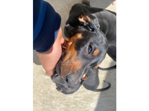 Karma Aşıları Hazır, Sosyal ve Karakterli Yavru Doberman