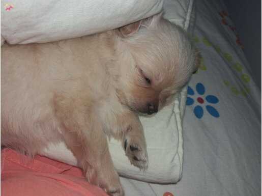 Pamuk Dokulu Minyatür Chihuahua: Sosyal Ortamların Yeni Yıldızı