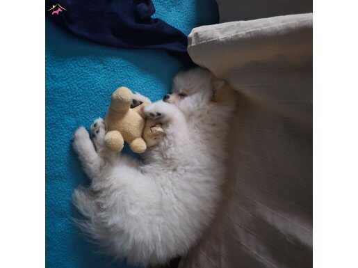 3 Aylık Bebek Yüzlü Wc Eğitimli Safkan Pomeranian Boo